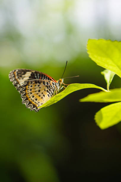 istock Butterfly at the park 1292903040
