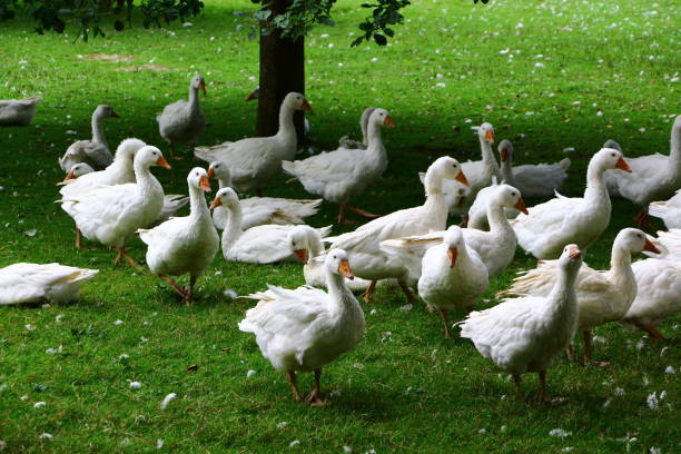 istock Geese on a geese farm in Sauerland 1292903075