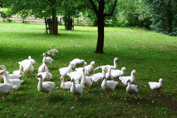 istock Geese on a geese farm in Sauerland 1292903115