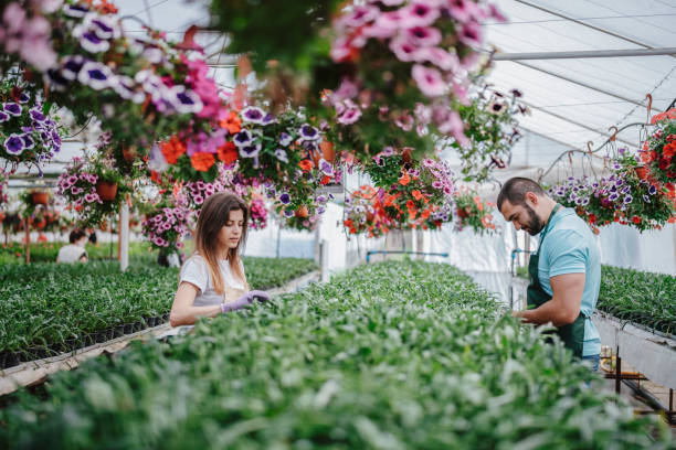 istock Gardeners working in flower greenhouse. 1292903232