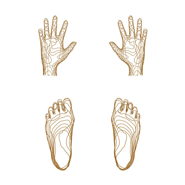 3D render of hands and feet. Isolines geometry.