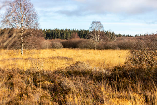 istock Landscape with birch tree in the High Fens in Belgium 1292904457