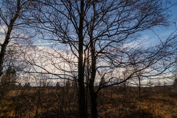 istock Blue sky and tree against the light in the High Fens 1292904526