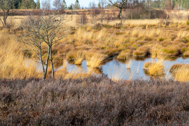 istock Swamp landscape in the High Fens 1292904536