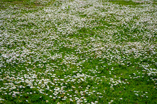 Close up of daisy flowers growing on a grass lawn