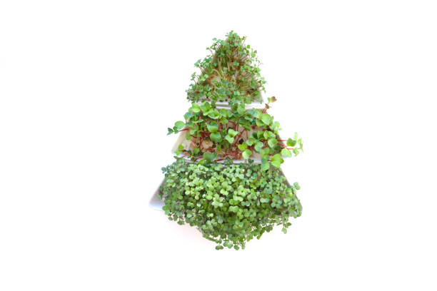 istock Sprouted radish seeds microgreens. Earth Day. Seed Germination at home. Space for text. Concept Vegan and healthy eating. Growing sprouts 1292906803