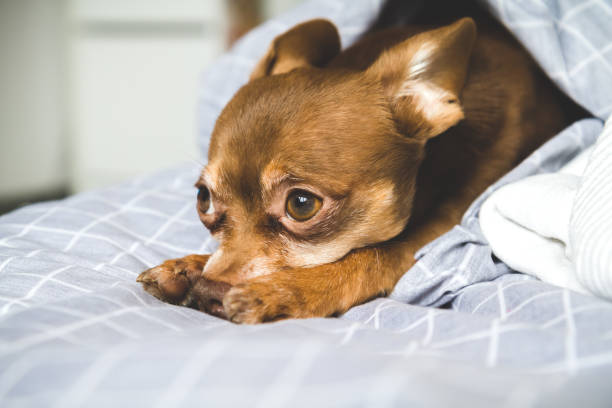 istock Chihuahua dog. 1292908454