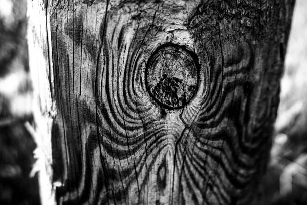 close up of a knot on the trunk of an old tree with raised veins