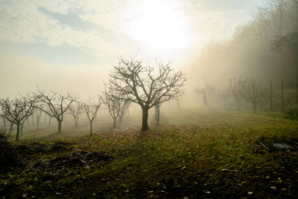 istock trees in the fog 1292909246