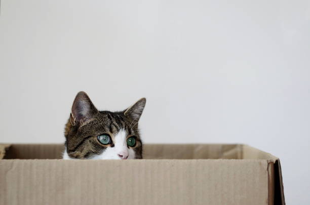 istock cat looking out of carton 1292909521