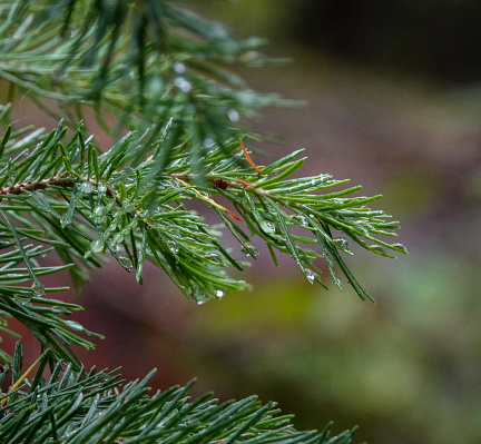 Rain drops dripping from wet fir needles close up. selective focus