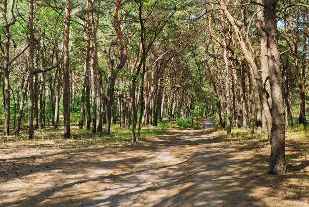 istock Shady path in coniferous forest at bright summer day. 1292910429