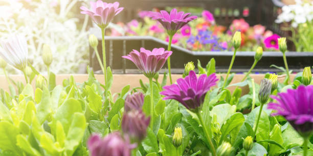 istock white and purple flowers on market counter under sunlight 1292910680