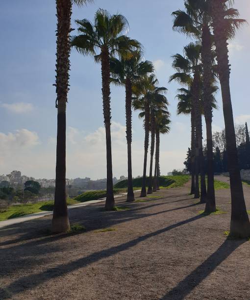 istock palm trees online park sa riera 1292911735