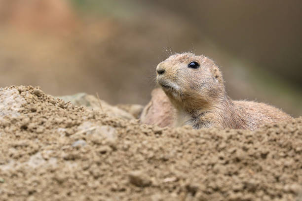 istock Close up of a Prairie dog (genus Cynomys) 1292912455