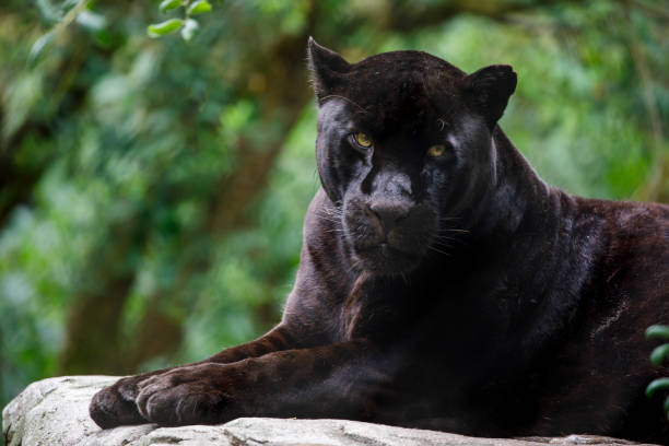 istock Closeup of Jaguar (Panthera Onca) 1292912491