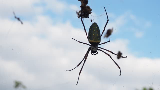 Nephila antipodiana spider