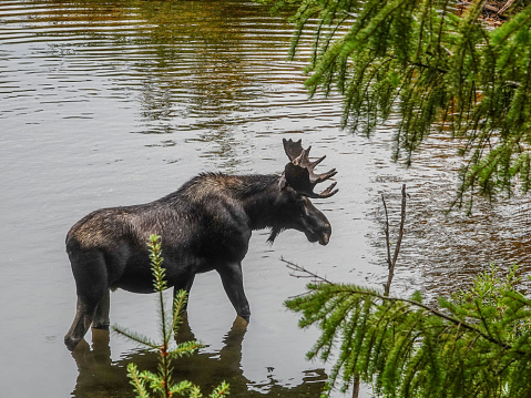 Moose wading in a mountain lake