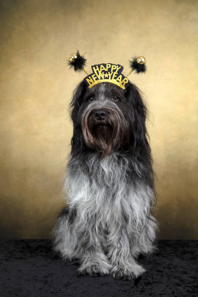 istock Dutch Sheepdog (Schapendoes)  - Happy New Year! 1292912646