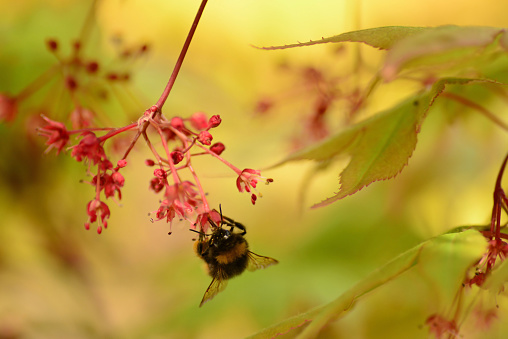 Springtime in a ornamental garden: Between the leafs s single garden bumblebee eating from a japanese maple flower.