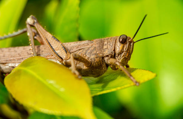 szarańcza, konik polny - locust invasion zdjęcia i obrazy z banku zdjęć