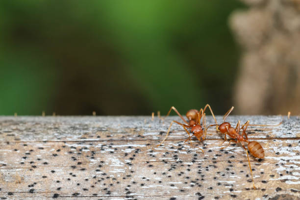 istock Close up red ant on tree in nature background at thailand 1292914575