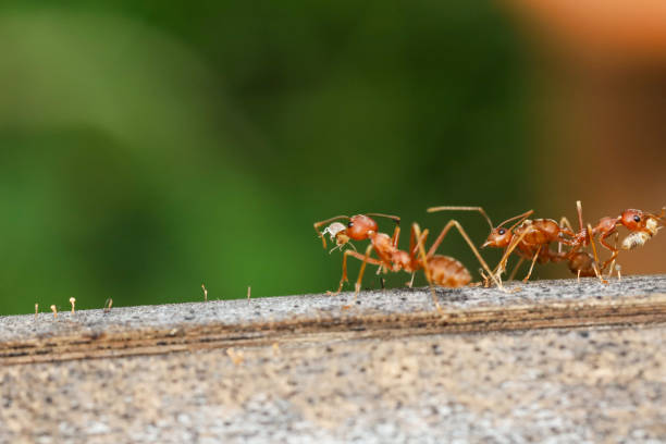istock Close up red ant on tree in nature background at thailand 1292914583