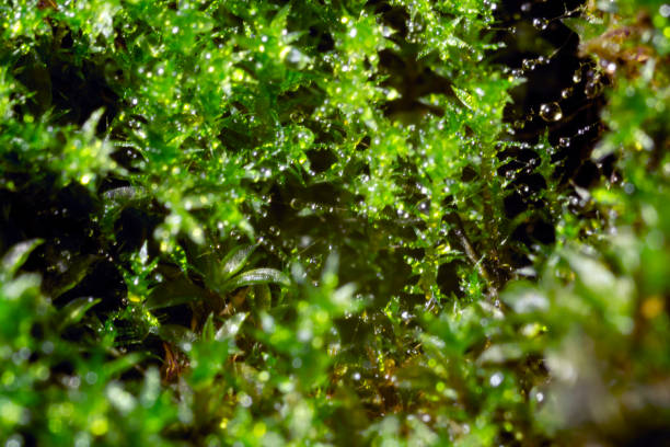 istock Wet bright green moss with small droplets of water 1292914728