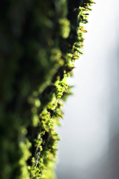 istock Bright green flowering moss in the rays of light 1292915882
