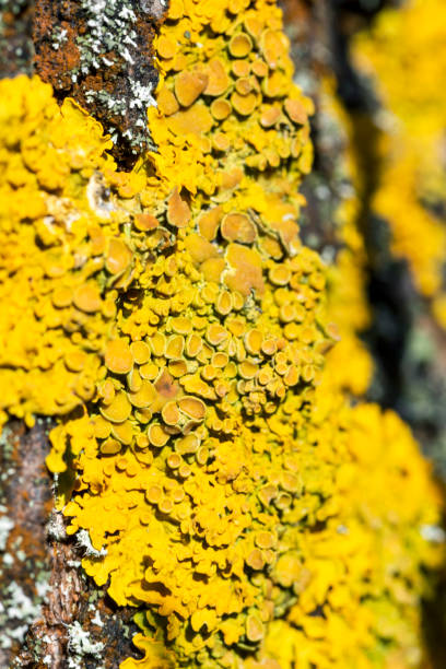 istock Bright yellow lichen Xanthoria parietina on a tree bark 1292915961