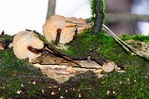 istock Winter honey agaric Flammulina velutipes 1292916087