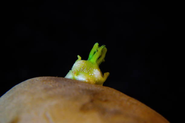 istock Closeup of germinating potato sprout isolated against plain black background. 1292918194