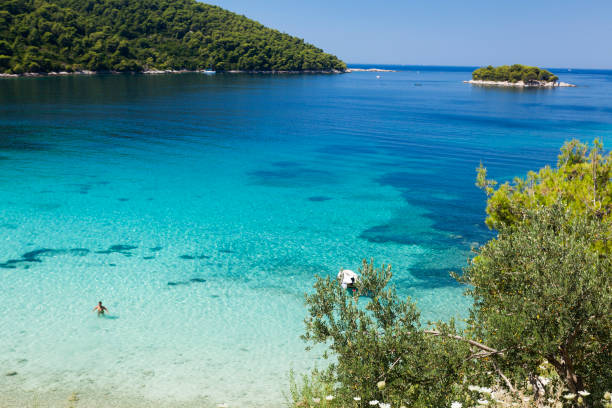 kiesstrand auf der halbinsel peljesac bei zuljana, adria, kroatien - europe pine tree sea adriatic sea stock-fotos und bilder