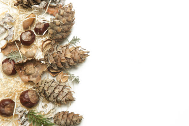 istock Autumn background with leaves, chestnuts, acorns, pine cone on white with copy space. 1292921333