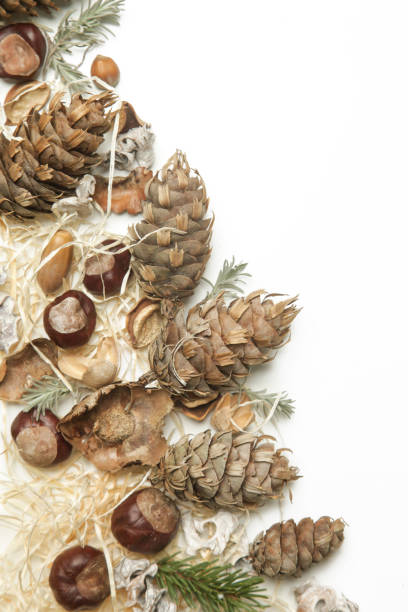 istock Autumn background with leaves, chestnuts, acorns, pine cone on white with copy space. 1292921339