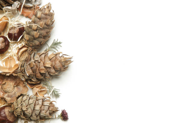 istock Autumn background with leaves, chestnuts, acorns, pine cone on white with copy space. 1292921352