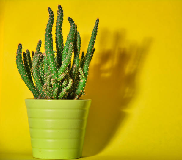 istock Small or little cactus in green pot against yellow background with shadow. 1292921480