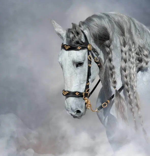 Spanish light gray horse with long mane in bridle in light smoke with space for text.