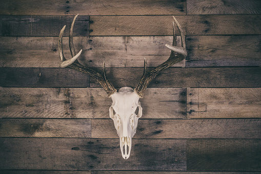 Whitetail deer buck european mount on a wooden wall.
