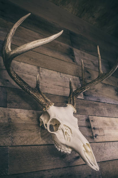 istock Whitetail Deer Buck European Mount Skull 1292923577