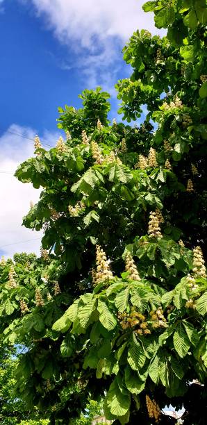 istock Half-open flowers of chestnuts on a green tree against a blue sky. Summer. 1292924449