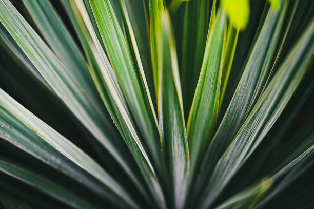 istock Vibrant plant in my yard i never noticed 1292924719