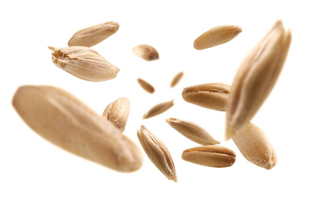 istock Oat grains levitate on a white background 1292924756
