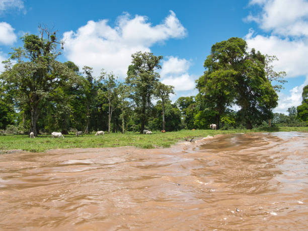 istock Rivier in Tortuguero National Park 1292926544