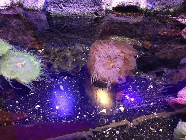 istock Marine species purple under the sea 1292927638
