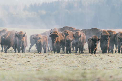 A Herd Of European Bison Grazing On The Field.Five Large Brown Aurochs ( Bison bonasus ) On The Birch Forest Background. Five Bulls With Big Horns In The Bialowieza Forest Reserve. Belarus,Poland.