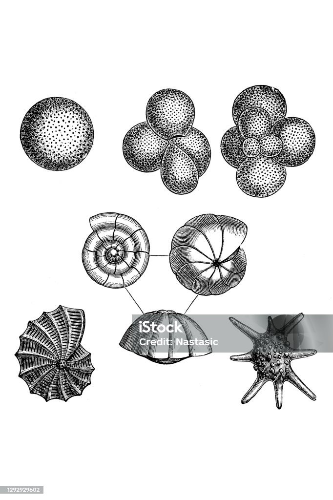 Verschiedene Foraminifera Stark Vergrößert Foraminifera Sind Einzellige