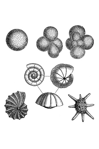 Illustration of a Foraminifera (Latin for 