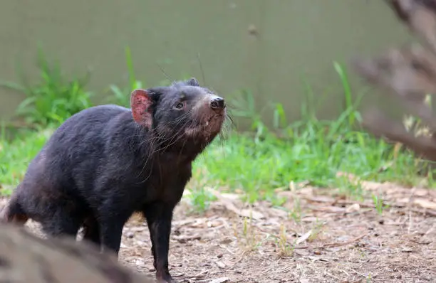 Photo of Tasmanian devil