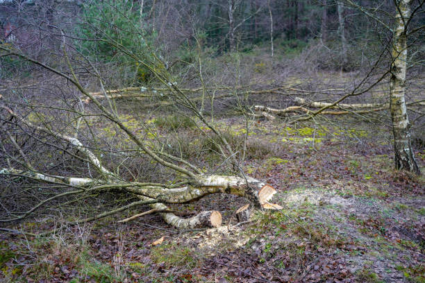 istock Freshly cut down small trees in woodland 1292932215
